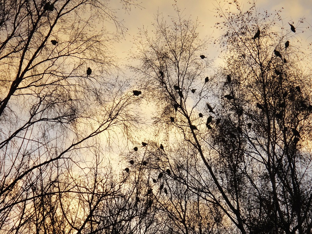 Redhill Common at sunset, Surrey